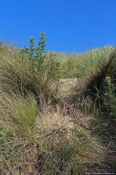 "Все покрыты зеленью..." Песчаные дюны Северной Ирландии