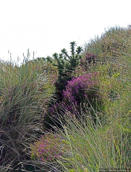 "Все покрыты зеленью..." Песчаные дюны Северной Ирландии
