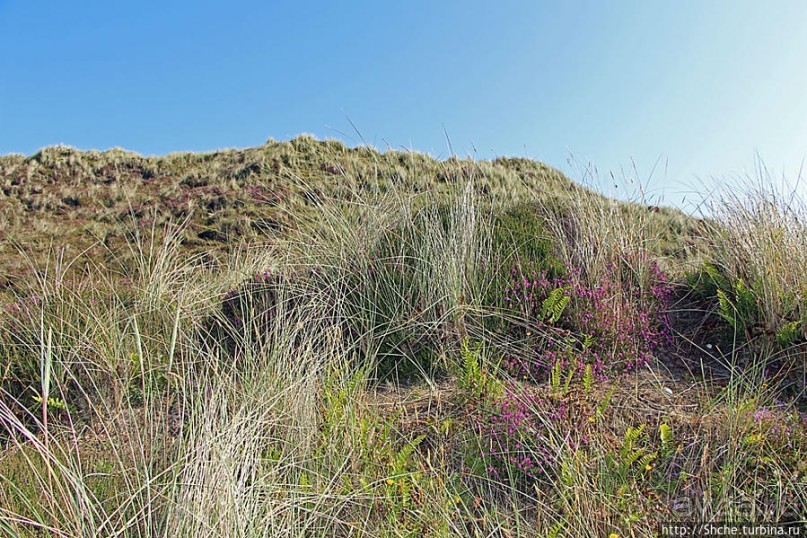 "Все покрыты зеленью..." Песчаные дюны Северной Ирландии