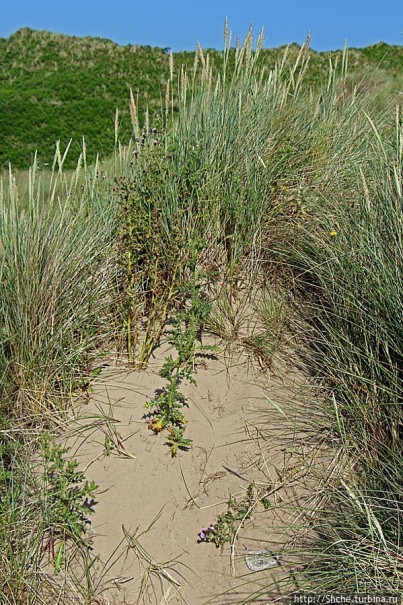 "Все покрыты зеленью..." Песчаные дюны Северной Ирландии