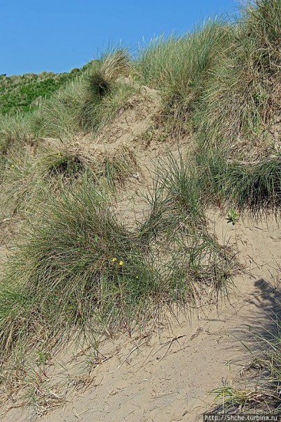 "Все покрыты зеленью..." Песчаные дюны Северной Ирландии