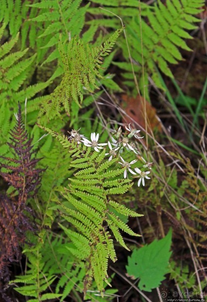 В гостях у Радуги. Пора на природу! Виндзорское озеро