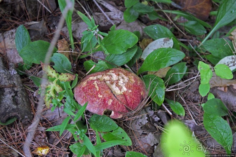 В гостях у Радуги. Пора на природу! Виндзорское озеро