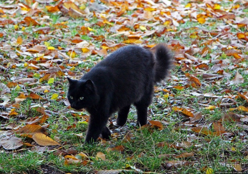 Альбом отзыва "Отель-ресторан напротив паломнической церкви в Висе"