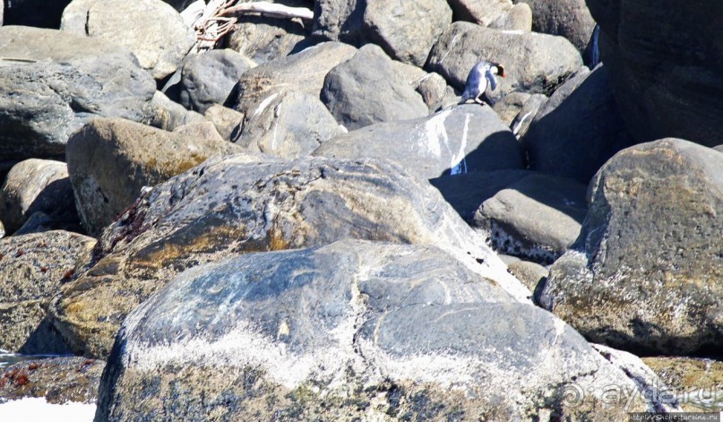 "И красивейший в мире фиорд Милфорд-Саунд..." (В. Высоцкий)