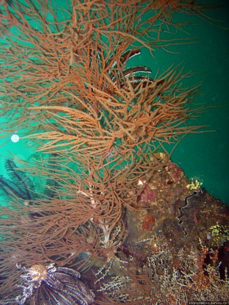 Туламбен (Бали). Погружение на затонувший корабль "Либерти"