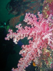 Туламбен (Бали). Погружение на затонувший корабль "Либерти"