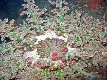 Туламбен (Бали). Погружение на затонувший корабль "Либерти"