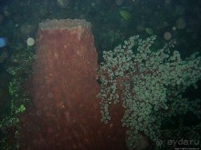 Туламбен (Бали). Погружение на затонувший корабль "Либерти"