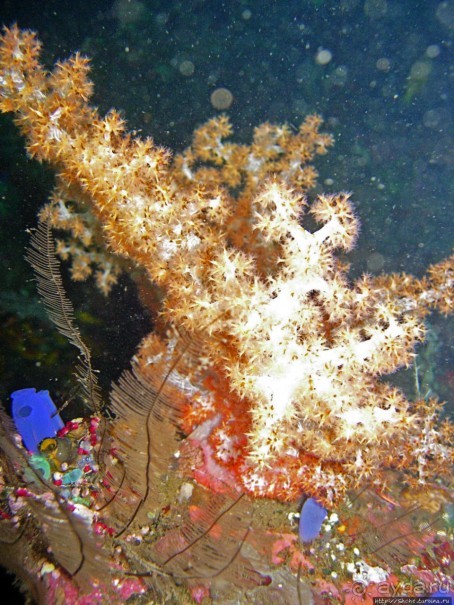 Туламбен (Бали). Погружение на затонувший корабль "Либерти"