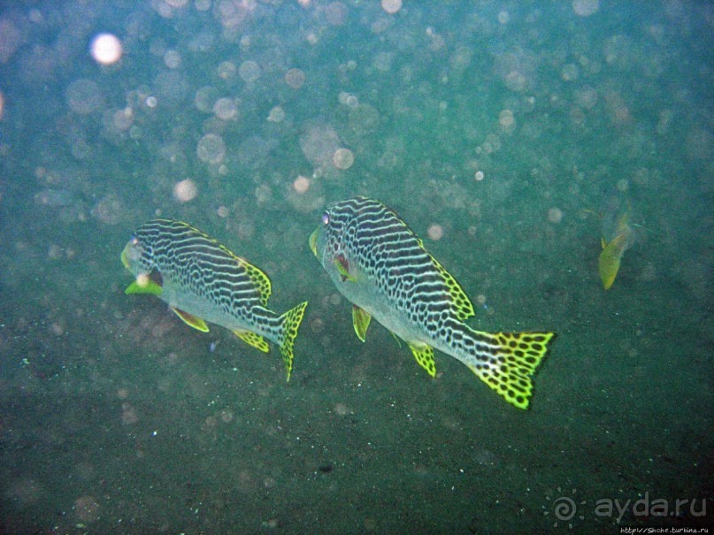Туламбен (Бали). Погружение на затонувший корабль "Либерти"