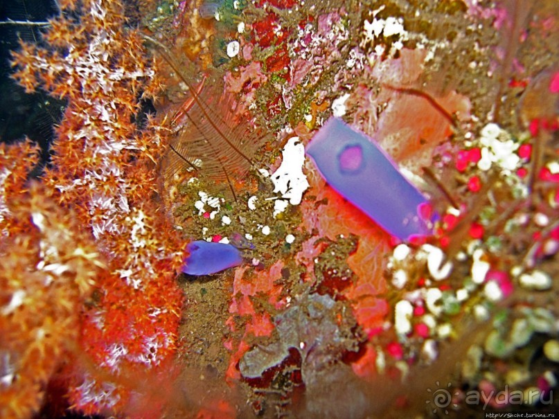 Туламбен (Бали). Погружение на затонувший корабль "Либерти"