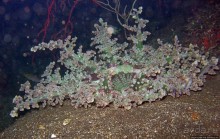 Туламбен (Бали). Погружение на затонувший корабль "Либерти"