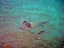 Туламбен (Бали). Погружение на затонувший корабль "Либерти"