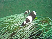 Туламбен (Бали). Погружение на затонувший корабль "Либерти"