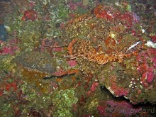 Туламбен (Бали). Погружение на затонувший корабль "Либерти"