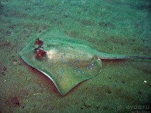 Туламбен (Бали). Погружение на затонувший корабль "Либерти"