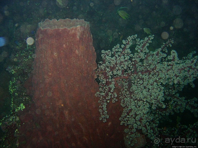 Туламбен (Бали). Погружение на затонувший корабль "Либерти"