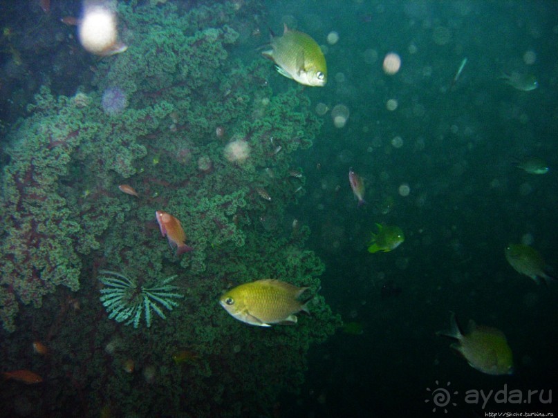 Туламбен (Бали). Погружение на затонувший корабль "Либерти"