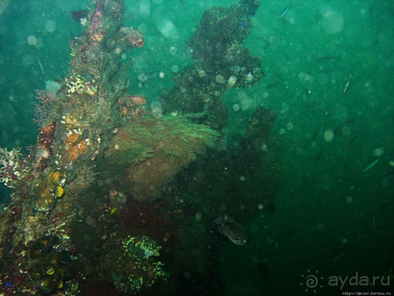 Туламбен (Бали). Погружение на затонувший корабль "Либерти"