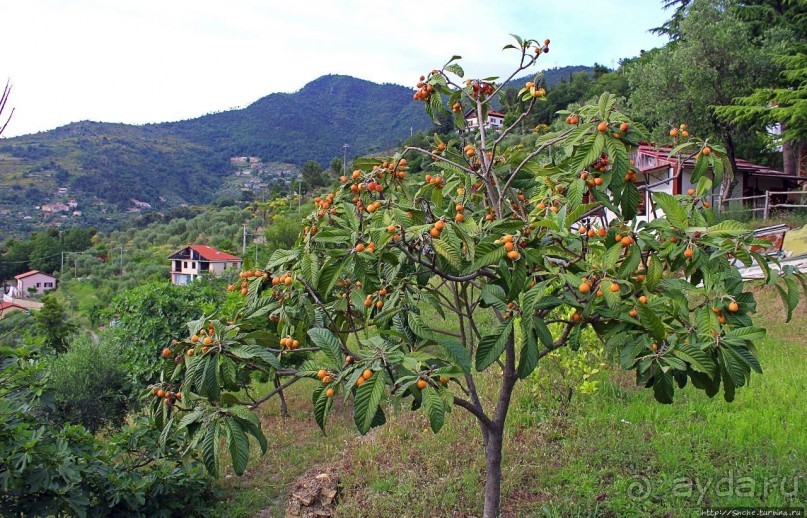 Agriturismo по-итальянски — фермерский дом близ Себорг