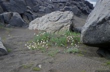 Деттифосс — самый мощный водопад в Европе