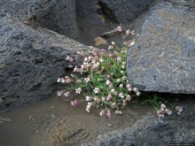 Деттифосс — самый мощный водопад в Европе