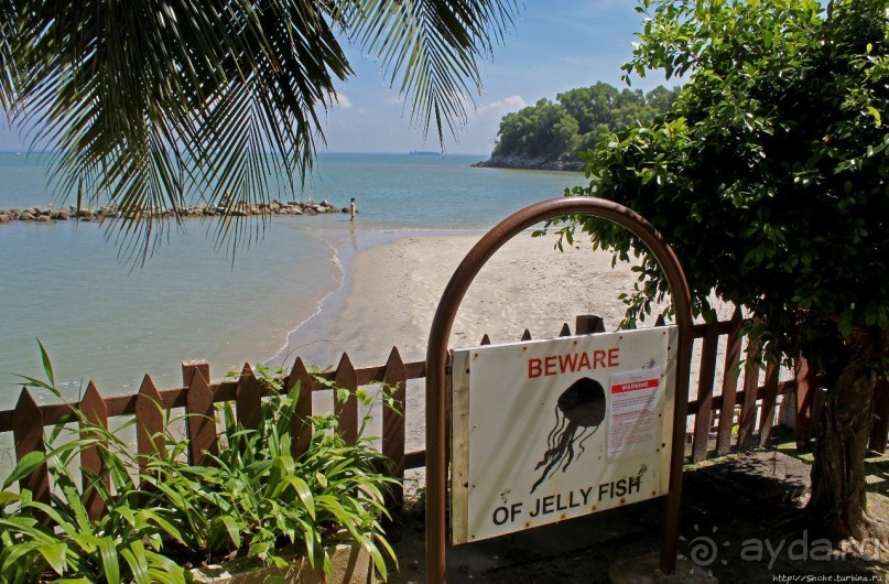 Осторожно, медузы