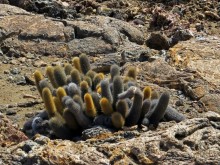 Галапагосские острова — №1 в списке Всемирного наследия