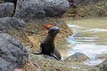 Галапагосские острова — №1 в списке Всемирного наследия