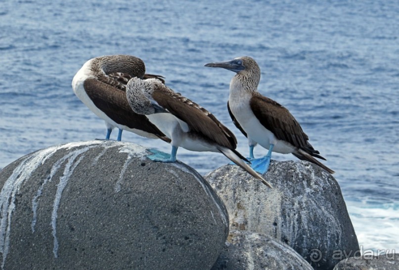 Галапагосские острова — №1 в списке Всемирного наследия