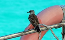 Галапагосские острова — №1 в списке Всемирного наследия