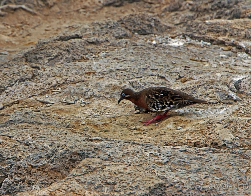Галапагосские острова — №1 в списке Всемирного наследия