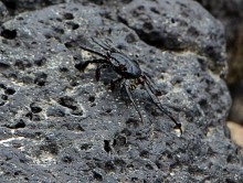 Галапагосские острова — №1 в списке Всемирного наследия