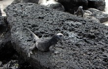 Галапагосские острова — №1 в списке Всемирного наследия