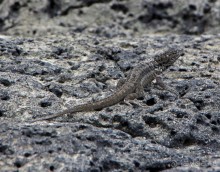 Галапагосские острова — №1 в списке Всемирного наследия