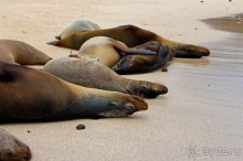 Галапагосские острова — №1 в списке Всемирного наследия