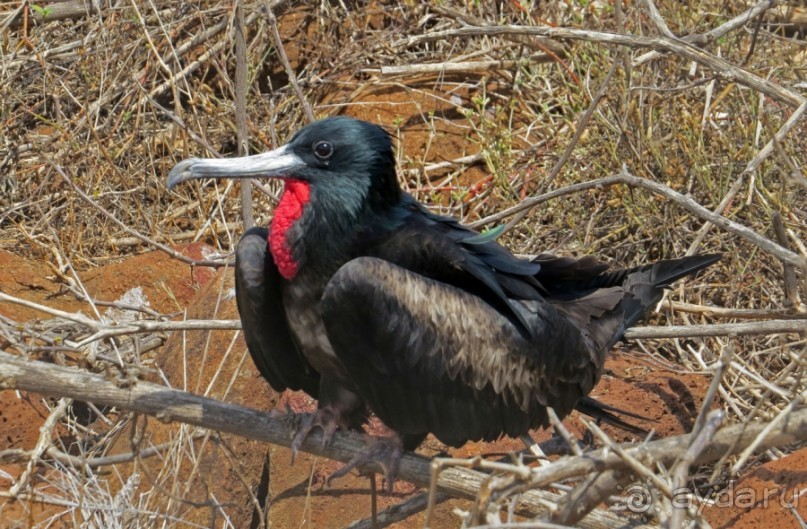 Галапагосские острова — №1 в списке Всемирного наследия