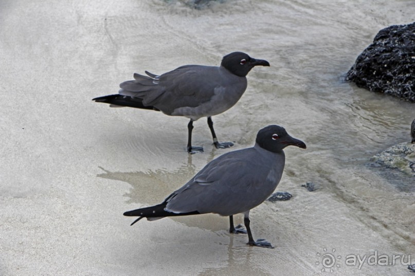 Галапагосские острова — №1 в списке Всемирного наследия
