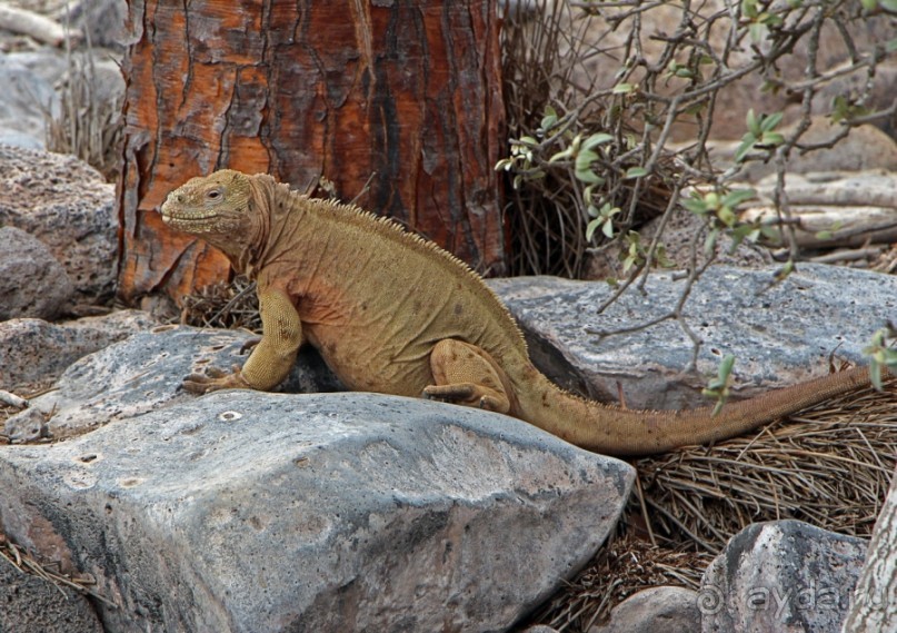 Галапагосские острова — №1 в списке Всемирного наследия