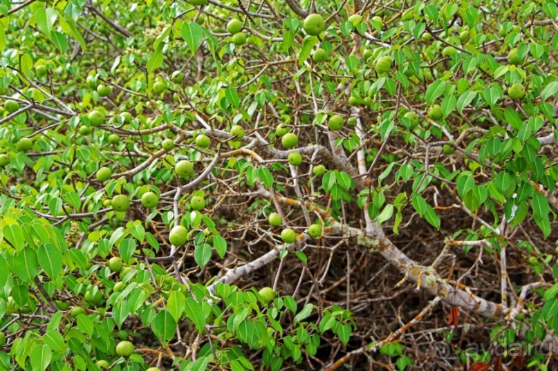 Галапагосские острова — №1 в списке Всемирного наследия