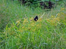 Галапагосские острова — №1 в списке Всемирного наследия