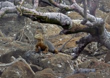 Галапагосские острова — №1 в списке Всемирного наследия