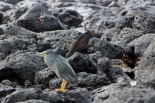 Галапагосские острова — №1 в списке Всемирного наследия