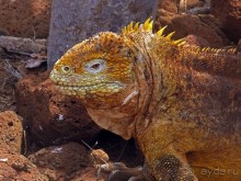 Галапагосские острова — №1 в списке Всемирного наследия