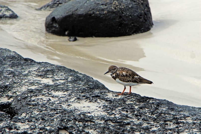 Галапагосские острова — №1 в списке Всемирного наследия