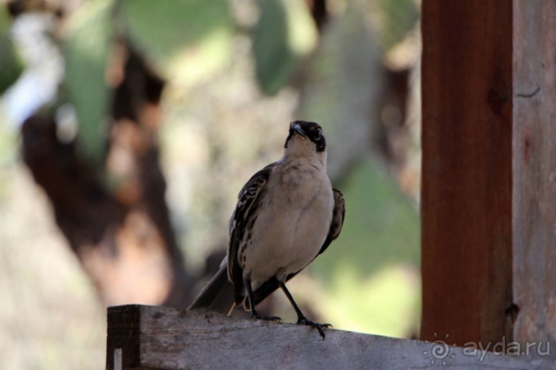 Галапагосские острова — №1 в списке Всемирного наследия