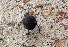 Галапагосские острова — №1 в списке Всемирного наследия