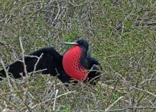 Галапагосские острова — №1 в списке Всемирного наследия