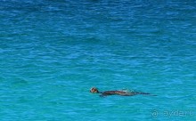 Галапагосские острова — №1 в списке Всемирного наследия